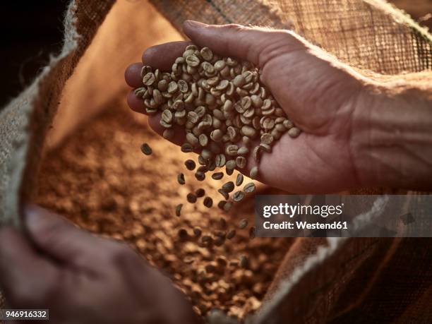 man checking green coffee, close-up - geröstete kaffeebohne stock-fotos und bilder