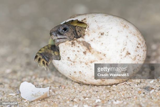 hermann's tortoise, testudo hermanni, hatching - hatching foto e immagini stock
