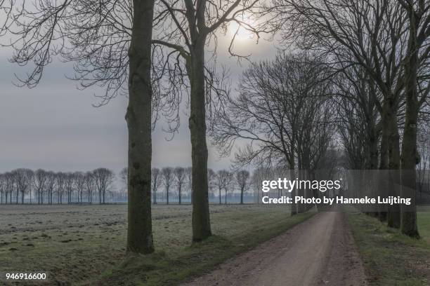 treelined country road in the betuwe, the netherlands - grey overcast stock pictures, royalty-free photos & images