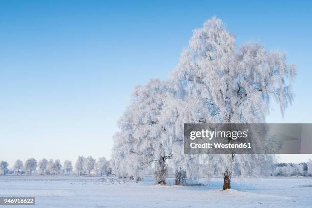 germany, bavaria, upper bavaria, markt schwaben, - deep snow stock pictures, royalty-free photos & images