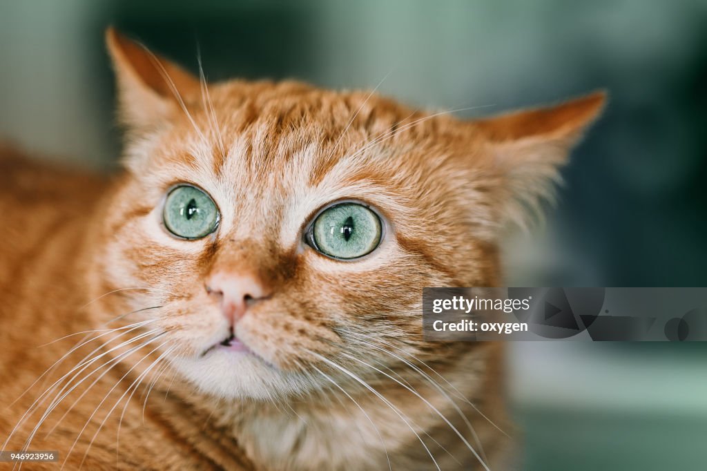 Green eyes of Ginger cat