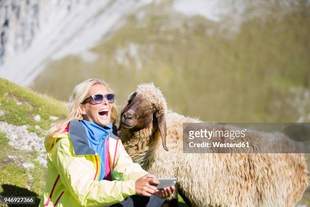 hiker with sheep, selfie, laughing - funny sheep stock pictures, royalty-free photos & images