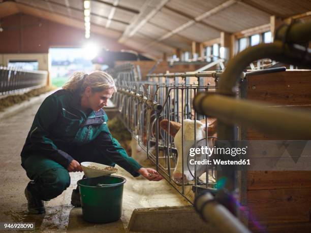 female farmer feeding calf in stable on a farm - female animal fotografías e imágenes de stock