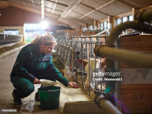 female farmer feeding calf in stable on a farm - feeding bildbanksfoton och bilder