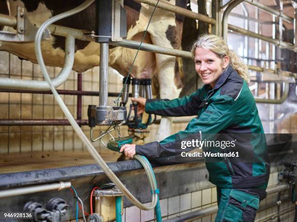 portrait of smiling female farmer in stable milking a cow - man milking woman stock-fotos und bilder