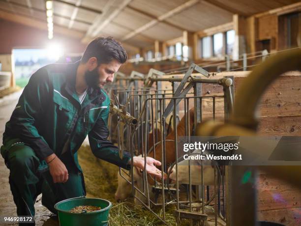 farmer feeding calf in stable on a farm - cows eating stock pictures, royalty-free photos & images