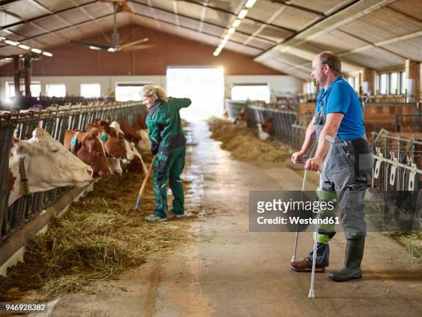 farmer on crutches watching woman feeding cows in stable on a farm - crutch stock-fotos und bilder
