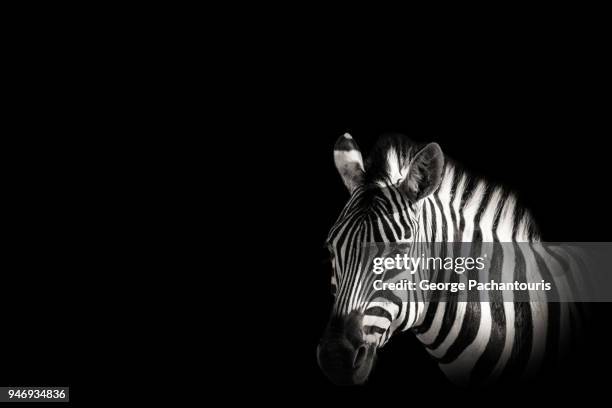 zebra portrait in black background - zebra bildbanksfoton och bilder