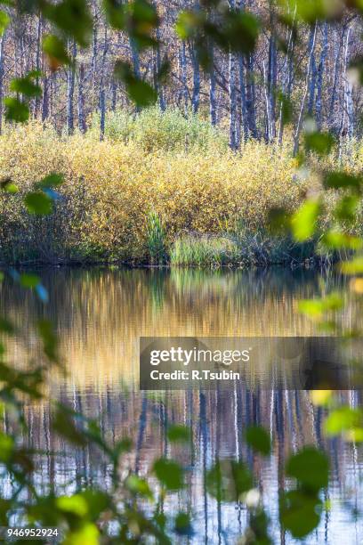 autumn pond reflection during day in autumn - selo stock-fotos und bilder