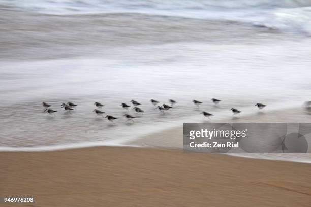 motion blur image of sanderlings shows their little black legs running fast with receding waves - captiva island stock-fotos und bilder