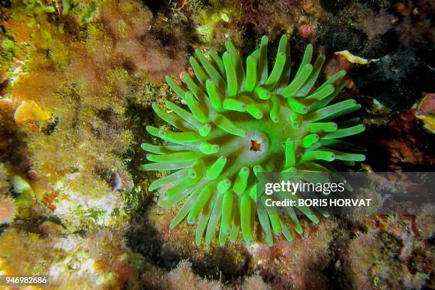 Green snakelocks anemone is pictured on April 15 off the coast of La Ciotat, southern France, by 20 meters deep. / AFP PHOTO / Boris HORVAT