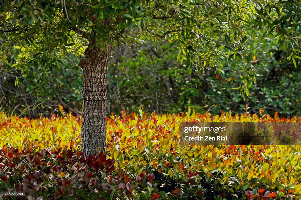 A young oak tree surrounded by cocoplum plants and mangrove forest in the background