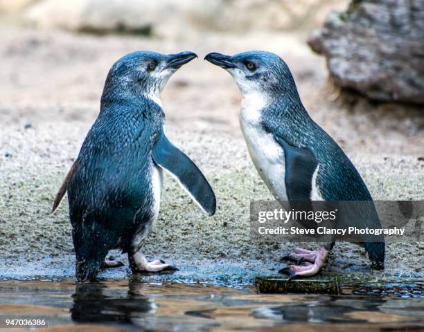 love is in the air - blue penguin stock pictures, royalty-free photos & images