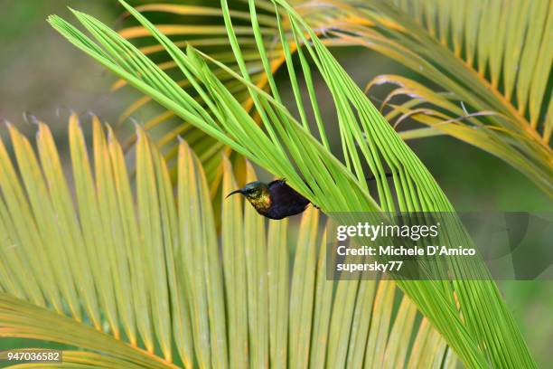 956 Rwanda Trees Stock Photos, High-Res Pictures, and Images - Getty Images