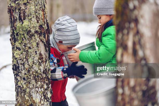 klein familiebedrijf van een ahornsiroop industrie - sugar shack stockfoto's en -beelden