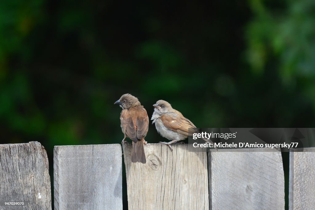 Northern Grey-headed Sparrow (Passer griseus)