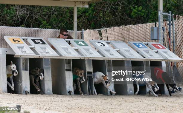 Greyhounds leave the start gate at Club/52 Melbourne Greyhound Park in Melbourne, Florida February 14 as live racing is run six days a week from...