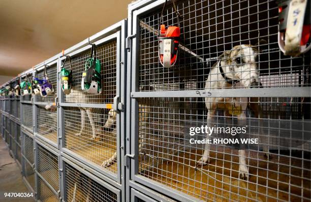 Greyhounds await their races in a kennel at Club/52 Melbourne Greyhound Park in Melbourne, Florida February 14, 2018. - Six lean greyhounds in bright...