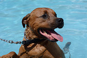 Happy dog at edge of swimming pool