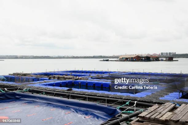 blue plastic floats forming open sea fish farming pens - sea pen stock pictures, royalty-free photos & images