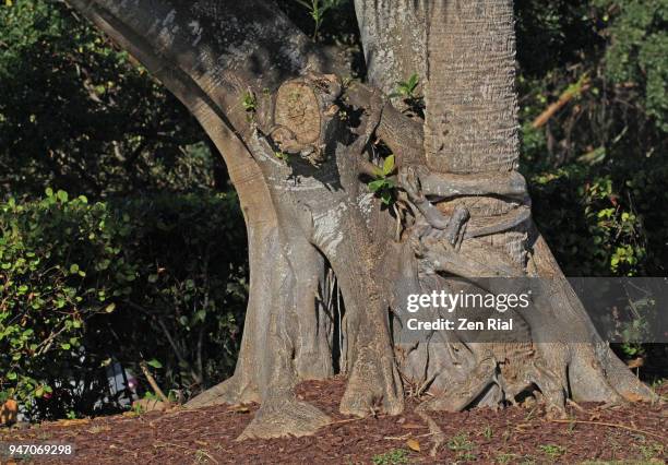 ficus aurea, commonly known as the florida strangler fig, golden fig, or higuerón - choking food fotografías e imágenes de stock