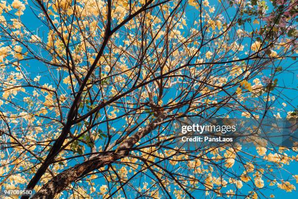 golden trumpet-tree (tabebuia chrysantha) yellow flower in blossom - tabebuia stock pictures, royalty-free photos & images