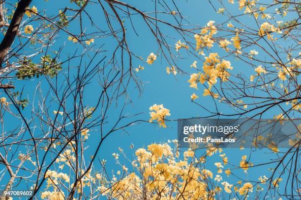 golden trumpet-tree (tabebuia chrysantha) yellow flower in blossom - tabebuia stock pictures, royalty-free photos & images