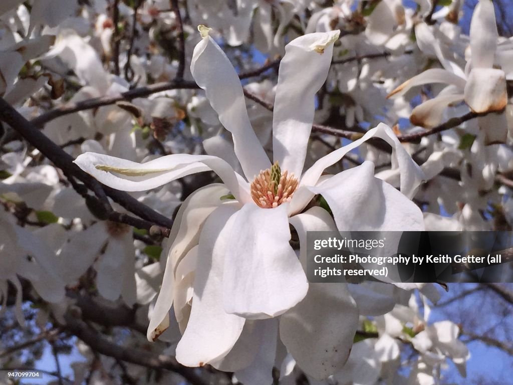 Close-up of a magnolia tree flower