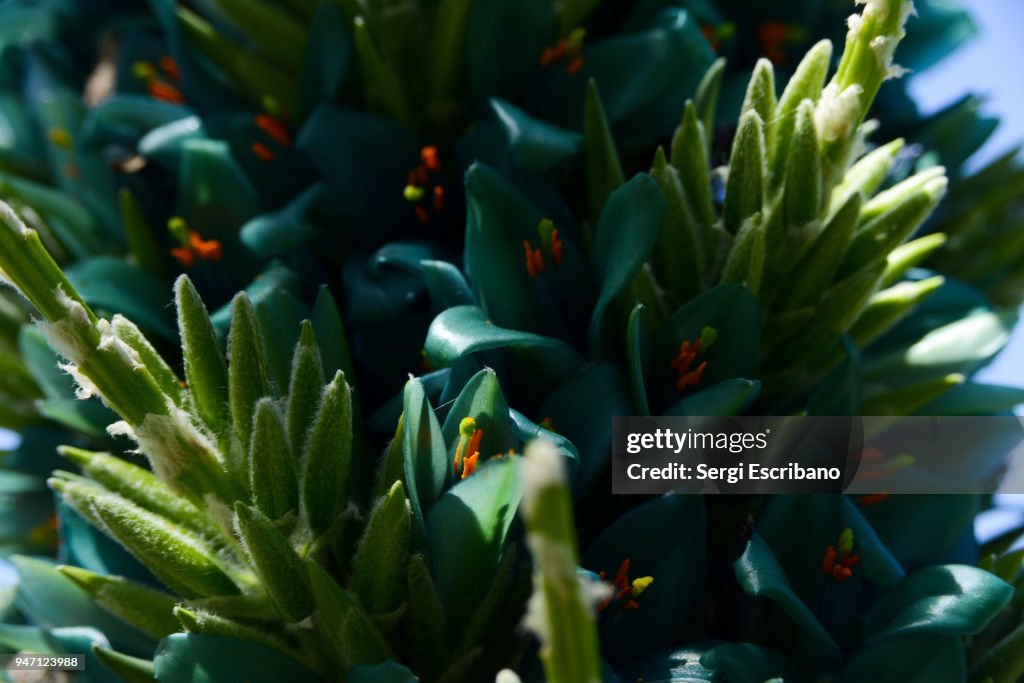 Exotic Chilean plant blooming in spring