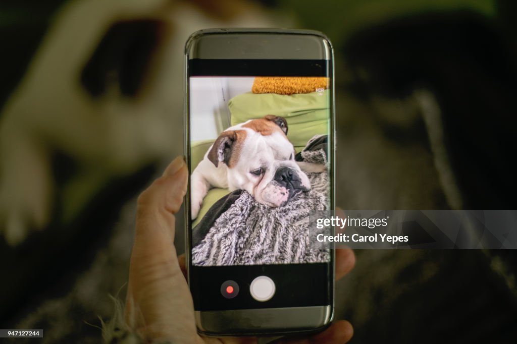 Female hand takes a small dog on the smartphone