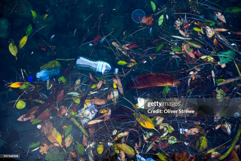 Plastic rubbish in the Bay