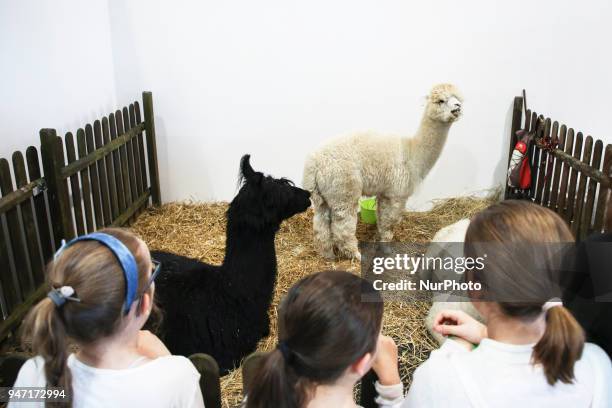 Alpacas are shown during 'Animal Show 2018' trade fair and exhibition in Krakow, Poland on 14 April, 2018.