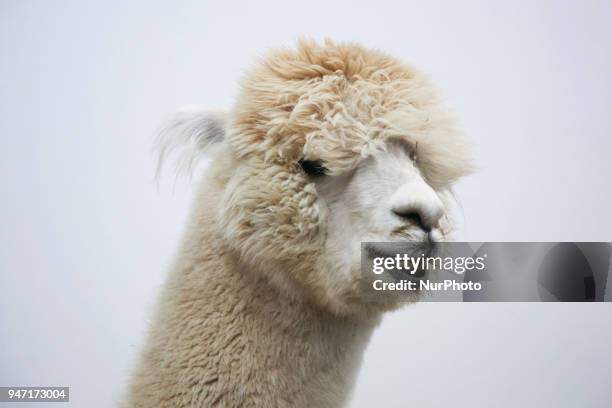 Alpacas are shown during 'Animal Show 2018' trade fair and exhibition in Krakow, Poland on 14 April, 2018.