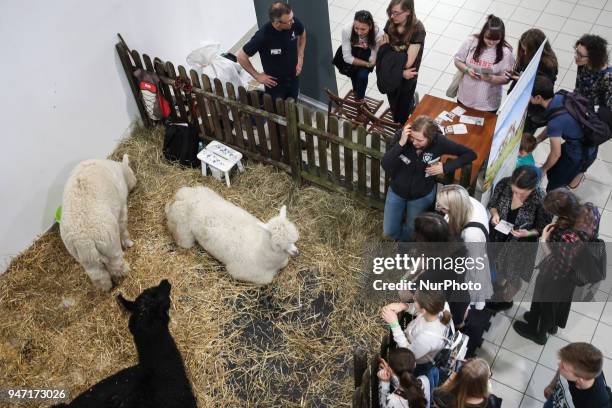 Alpacas are shown during 'Animal Show 2018' trade fair and exhibition in Krakow, Poland on 14 April, 2018.