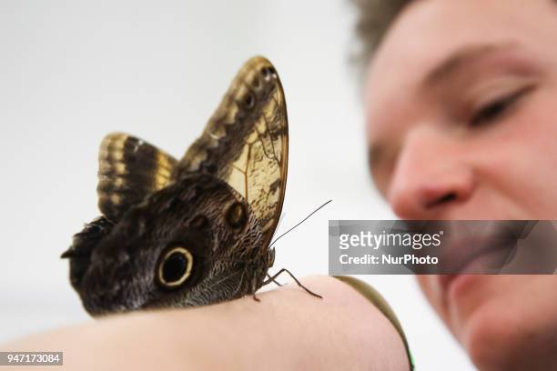 Morpho butterflies are shown during 'Animal Show 2018' trade fair and exhibition in Krakow, Poland on 14 April, 2018.