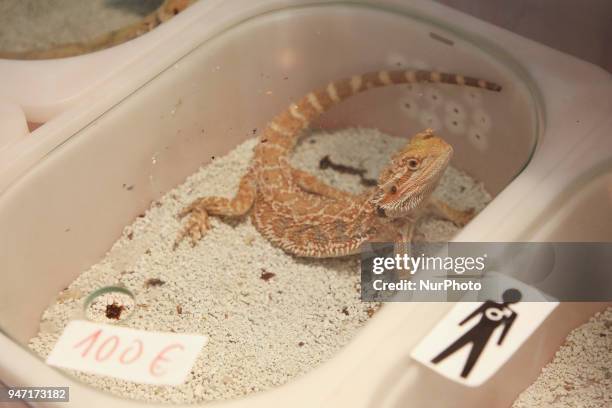 Geckos are shown during 'Animal Show 2018' trade fair and exhibition in Krakow, Poland on 14 April, 2018.