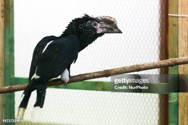 Hornbill is shown during 'Animal Show 2018' trade fair and exhibition in Krakow, Poland on 14 April, 2018.