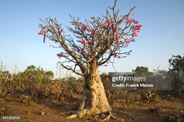 desert rose ( ethiopia) - adenium obesum stock pictures, royalty-free photos & images