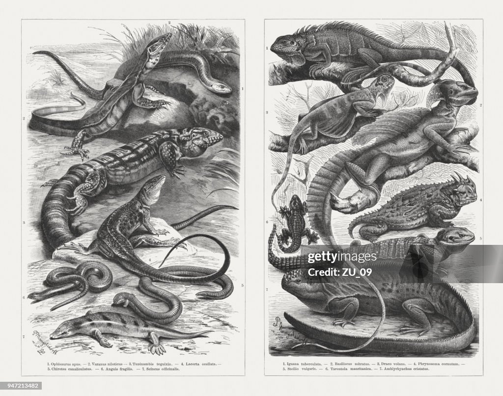 Lizards, wood engravings, published in 1897