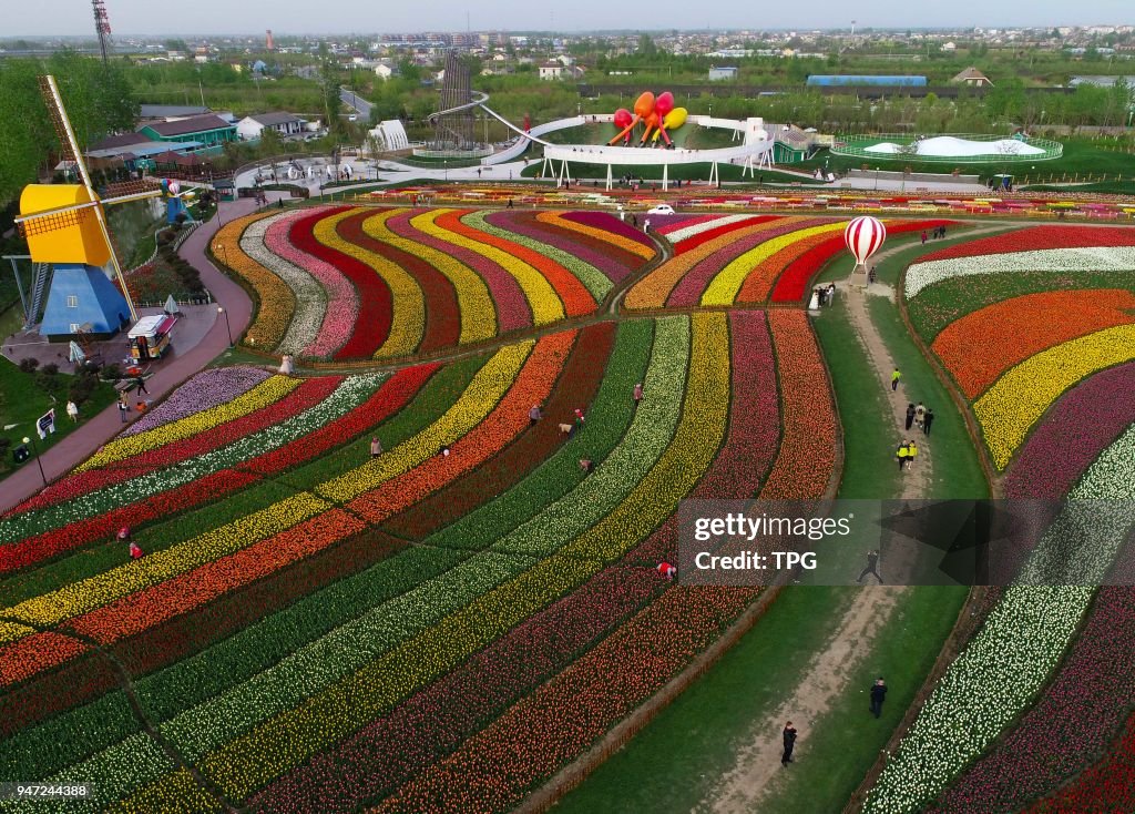 Bird view of tulip flower sea in Yancheng