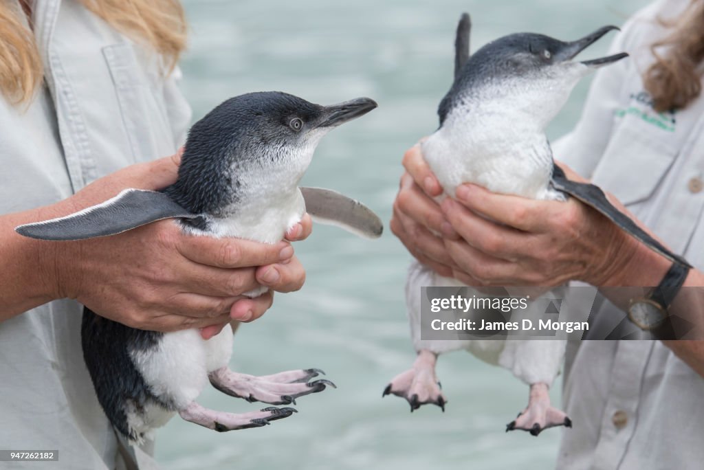 Two Of The Five Little Penguins Before Being Released Back Into The two-of-the-five-little-penguins-before-being-released-back-into-the
