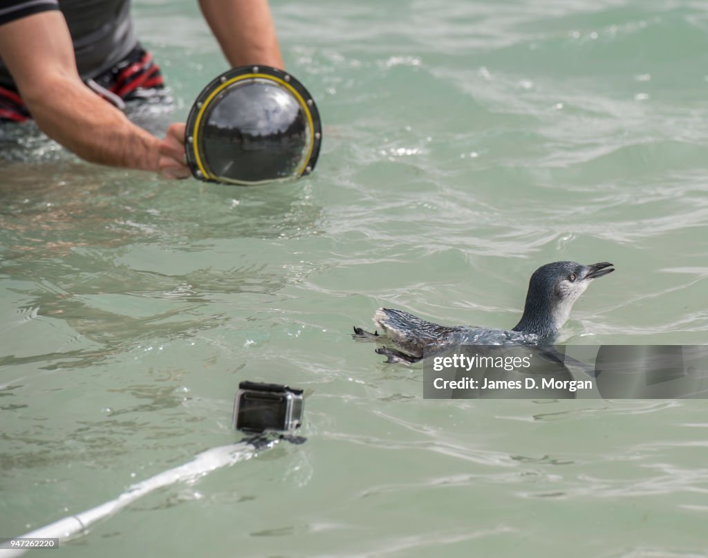 Injured Little Penguins Released Back Into Wild