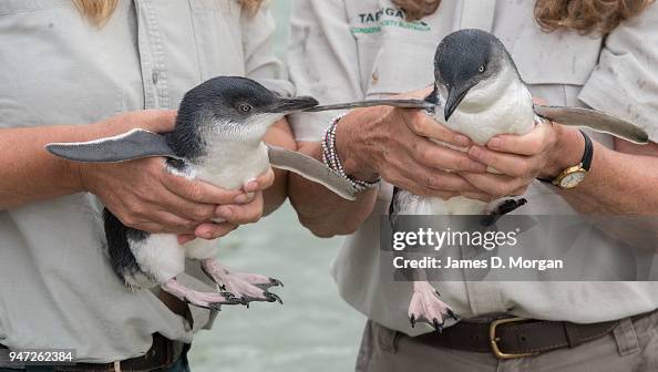 Two Of The Five Little Penguins Before Being Released Back Into The two-of-the-five-little-penguins-before-being-released-back-into-the