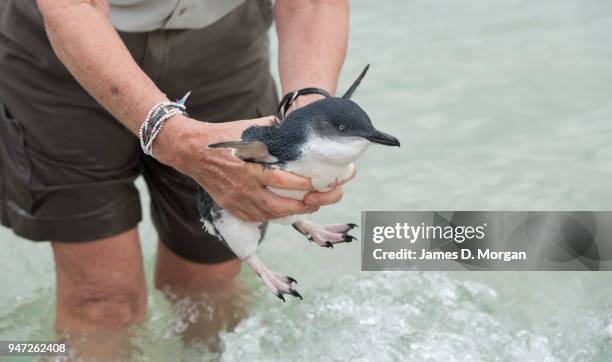 One of the five Little Penguins before being released back into the water at Shelly Beach on April 17, 2018 in Sydney, Australia. The five Little...