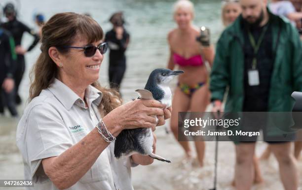 Veterinarian Libby Hall holds one of the five Little Penguins before release back into the water at Shelly Beach on April 17, 2018 in Sydney,...