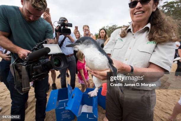 Veterinarian Libby Hall holds one of the five Little Penguins before release back into the water at Shelly Beach on April 17, 2018 in Sydney,...