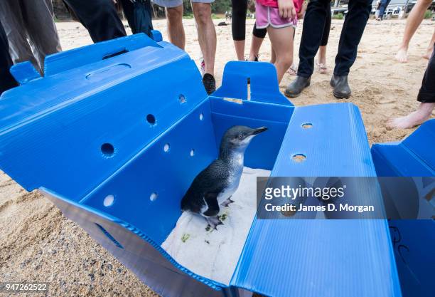 Little Penguin stands in its box before being released at Shelly Beach on April 17, 2018 in Sydney, Australia. The five Little Penguins were released...