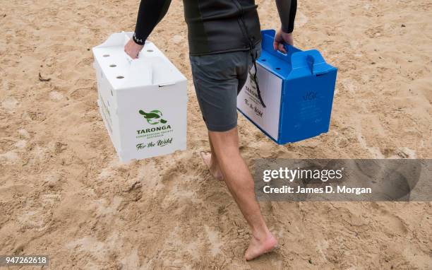 Staff from Taronga Zoo carry the crates containing Little Penguins at Shelly Beach on April 17, 2018 in Sydney, Australia. The five Little Penguins...