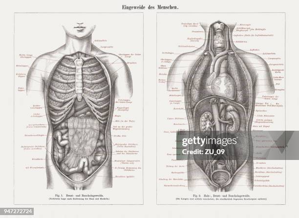 ilustraciones, imágenes clip art, dibujos animados e iconos de stock de órganos internos en anatomía humana, grabados en madera, publicaron en 1897 - intestino-grueso
