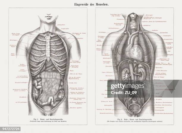 illustrations, cliparts, dessins animés et icônes de les organes internes en anatomie humaine, gravures sur bois, publié en 1897 - gros intestin humain